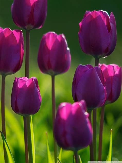 Purple Tulips Hd Wallpapers Top Free Purple Tulips Hd Backgrounds Wallpaperaccess