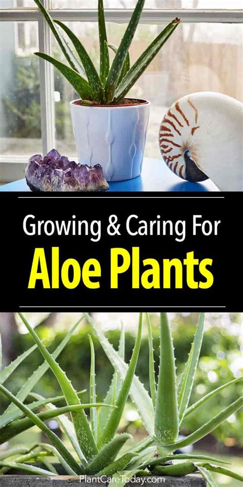 Aloe Vera Plant Care: How To Grow Aloe Plants Indoors and Out