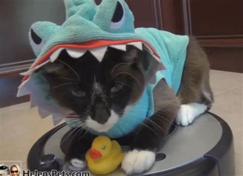 Shark Cat Shark Duck And Duck Dog In Shark Week Finale Life With Cats