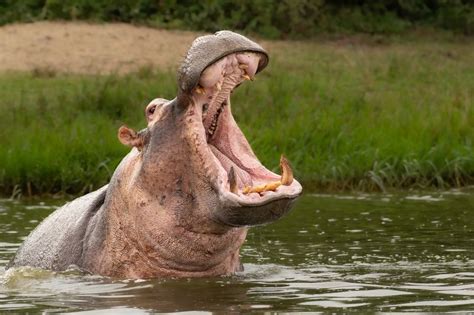 Hippo Teeth What Are They Made Of And Why Are They So Weird Kidadl