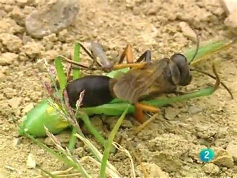 Documental La Reina Del Avispero V Deo Dailymotion