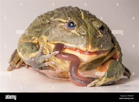 Bullfrog Eating Worm Hi Res Stock Photography And Images Alamy