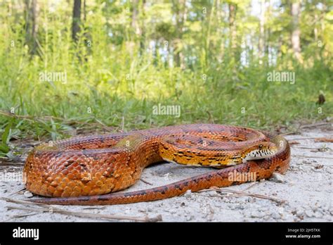 Red Corn Snake Pantherophis Guttatus Stock Photo Alamy