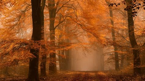 Maple tree, nature, landscape, forest, fall HD wallpaper | Wallpaper Flare