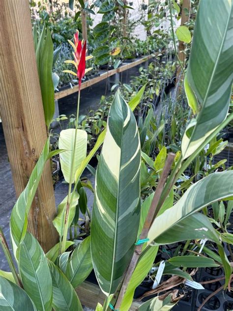 Heliconia Psittacorum Lady Di Variegated Email For Availability