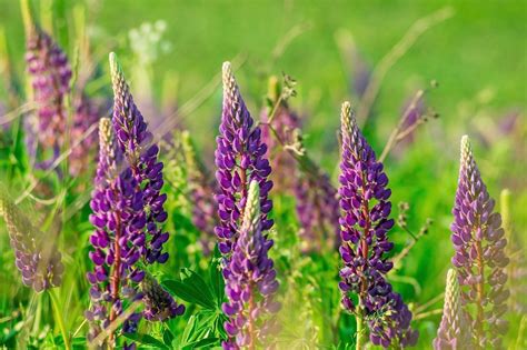 Lupine 101: Tips for Cultivating This Striking Garden Plant – Garden Guide