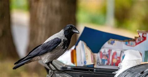 Hooded Crow Behavior - AnimalBehaviorCorner