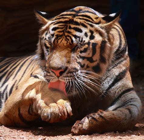 Why are Some People Allergic to Domestic Cats and Are They Also