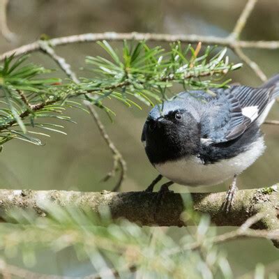 Black-throated Blue Warbler (Setophaga caerulescens) :: BirdWeather