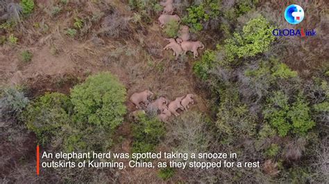 China S Migrating Elephant Herd Heads Southwest People S Daily Online