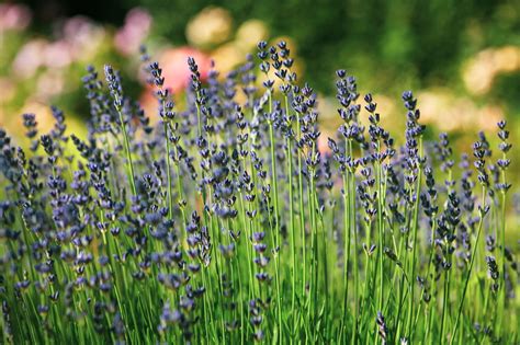 5,000+ Free 라벤더 & Lavender Images - Pixabay