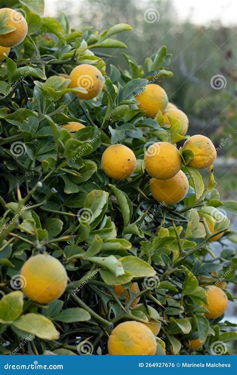 Poncirus Trifoliata Orange Tree Japan Lemon With Ripe Citrus Fruit