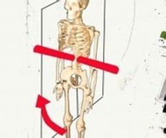 Lab Intro To Anatomy Radiology Cross Sectional Anatomy Bony