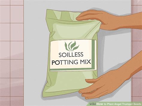 How to Plant Angel Trumpet Seeds (with Pictures) - wikiHow