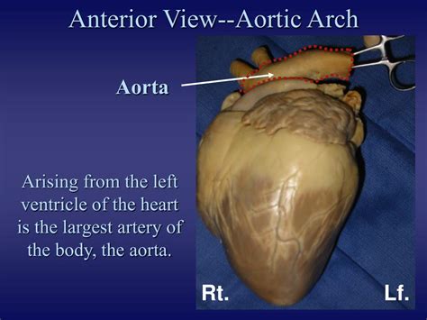 Fetal Pig Heart Anatomy