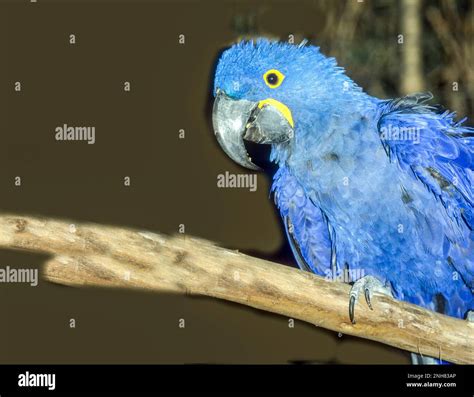 Hyacinth Macaw Anodorhynchus Hyacinthinus In A Cage This Is The