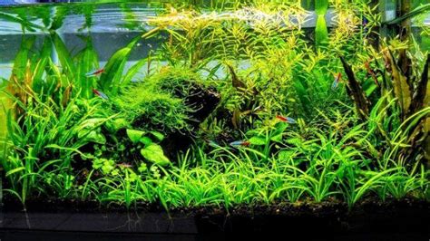 Acuario Plantado Consejos Y Trucos Para Su Instalaci N