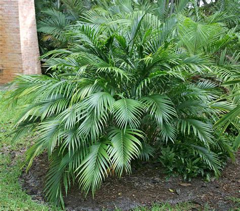 Bamboo Palm Better Homes And Gardens