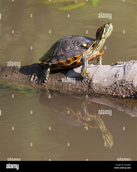 Red Eared Slider Turtle Trachemys Scripta Elegans Sunning On Log In