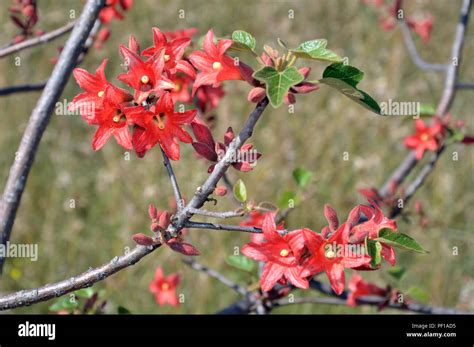 Coral red flowers of the little Kurrajong tree, Brachychiton bidwillii ...