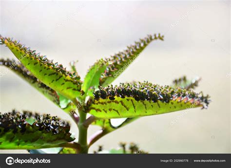 Kalanchoe Daigremontiana Planta Madre Miles Planta Cocodrilos Las