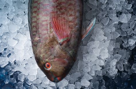 Food-photo для рыбного ресторана FISH HOUSE on Behance