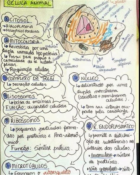 Organelas Citoplasmaticas Mapas Mentais Estudos Para O Enem Images