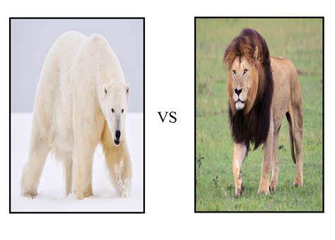 Polar Bear vs Lion by ajolley785727 on DeviantArt