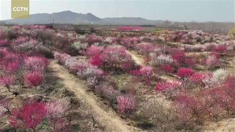 ChineseEmbassyManila On Twitter Colorful Blossoms Adorn Spring In China