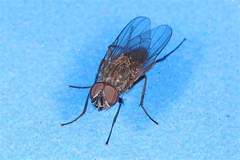 Fly Julie Metz Wetlands Woodbridge Virginia March 4 2 Flickr