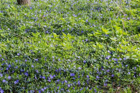 Glade In The Spring Forest Overgrown With Blooming Wild Vinca Stock