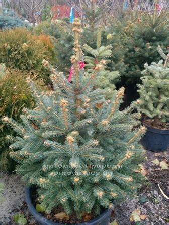 Ель колючая Глаука (Picea pungens Glauca) 60-80 см в горшке 35 л ...