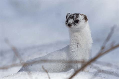 Least Weasel Facts - CRITTERFACTS