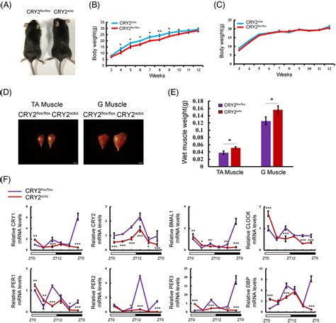 The Phenotype Of CRY2scko Mice A Representative Photographs Of