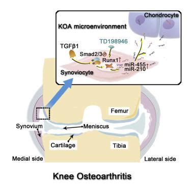滑膜通过激活Smad2 3 Runx1级联和软骨生成相关的miRNA来减轻KOA中的软骨变性 Molecular Therapy