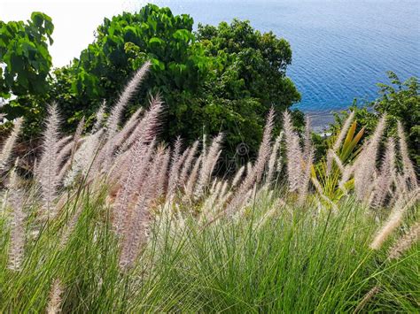 View Of The Sea From The Hill With Weed Grass In The Foreground In The