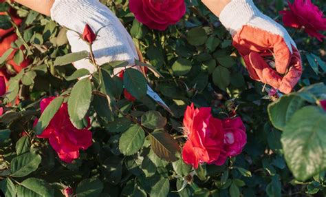 Unlock the Secrets to Perfect Rose Pruning: A Step-by-Step Guide