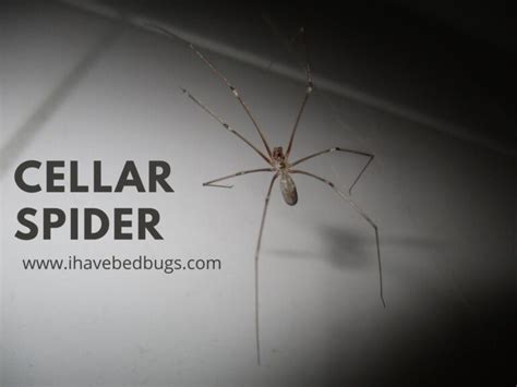 Cellar Spider: Complete Facts On The Species - ihavebedbugs.com