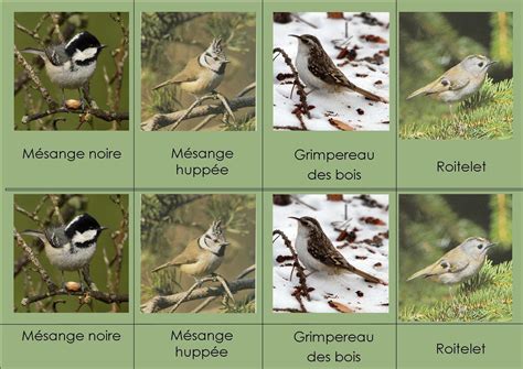 Les Oiseaux Des Forêts En Alsace Le Blog De Petits Pirates Et Petites