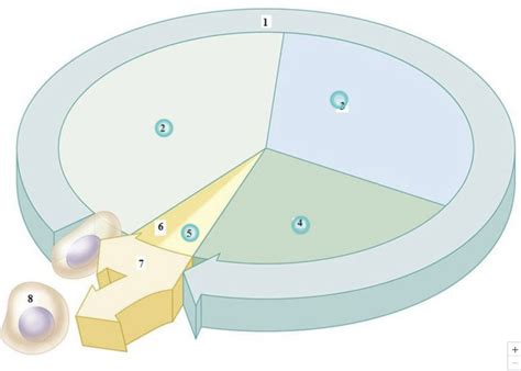 Cell Cycle Diagram Diagram | Quizlet