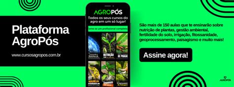 Planta O De Arroz O Que Voc Precisa Saber Agrop S