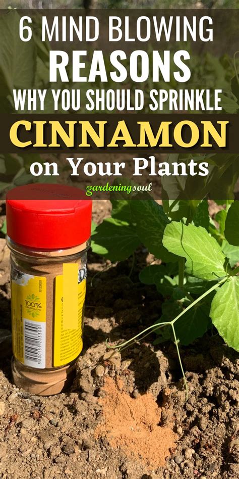 6 Mind Blowing Reasons Why You Should Sprinkle Cinnamon On Your Plants