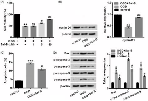 Sal B Protected H C Cells Against Ogd Induced Damage A Cell