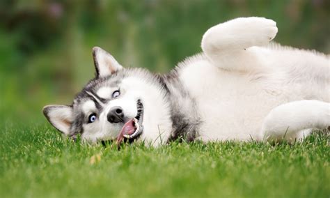 Husky Siberiano Una Raza De Perro Parecida Al Lobo Inteligente Y Fiel