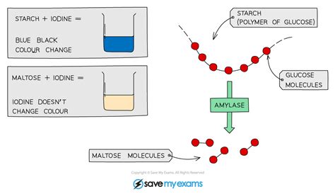 Aqa A Level Biology Enzyme Rate Practical