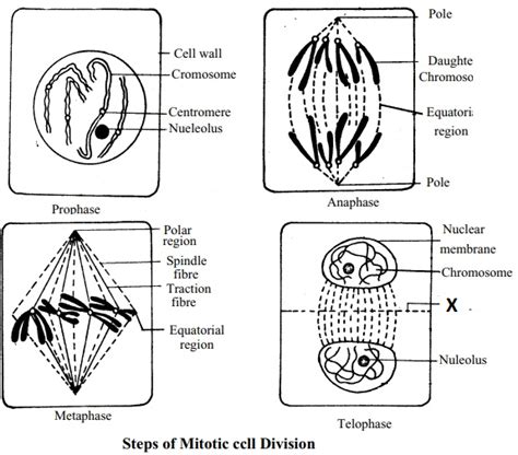 Stages Of Mitosis In Plant Cells Diagram