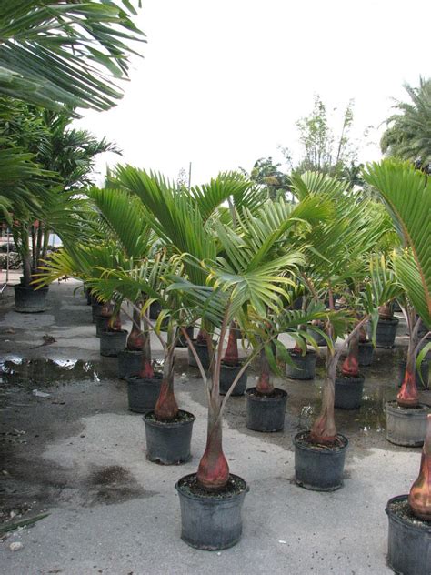 Bottle Palm Plant Hyophorbe Lagenicaulis Palms Direct Palms Direct