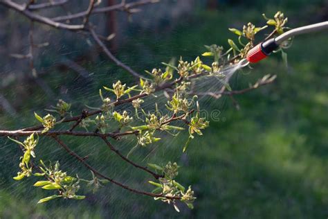 Spring Spraying Of Fruit Trees On Buds For The Prevention Of Diseases