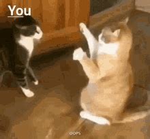 Funny Animal Thank You GIFs | Tenor