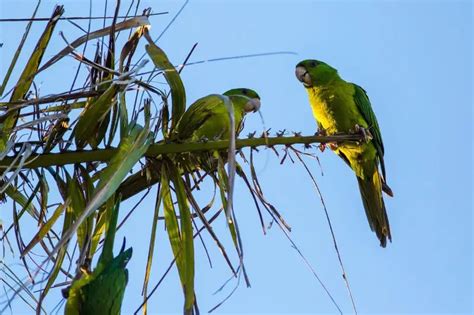 Green parakeet - Facts, Diet, Habitat & Pictures on Animalia.bio